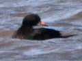 Common Scoter